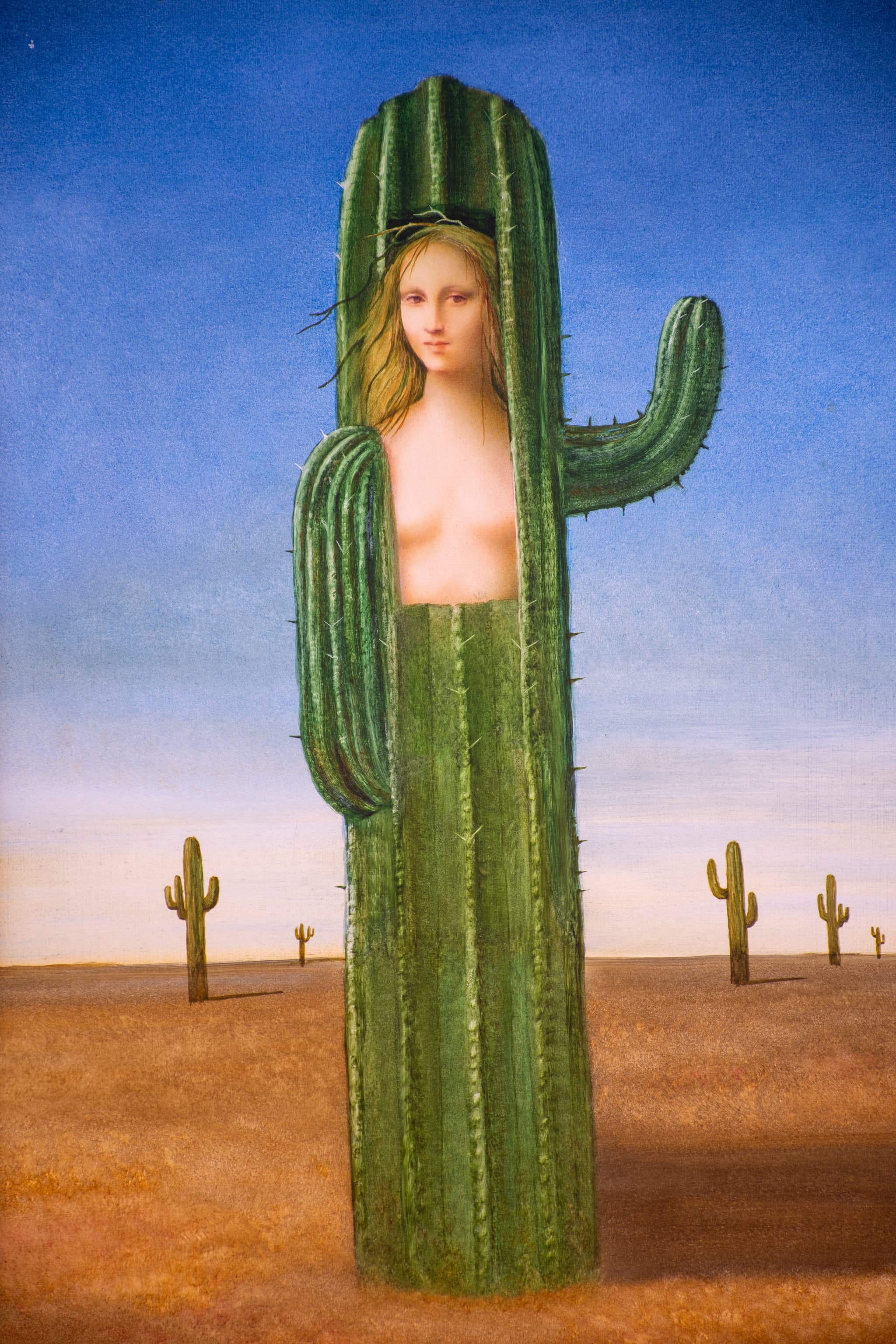 Cactus al atardecer - Vista 1